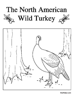 The North American Wild Turkey