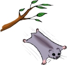 <b>Flying Squirrels</b>