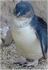 <b>Little Blue Penguins</b>