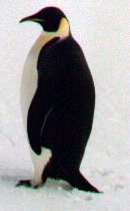 <b>Emperor Penguins</b>