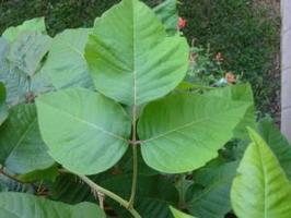 How Does Poison Ivy Work? - Reading Comprehension Worksheet | edHelper