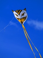 How Does a Kite Fly?