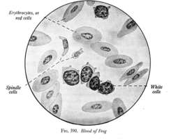 White Blood Cells - Reading Comprehension Worksheet | edHelper