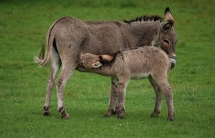 A Pair of Donkeys