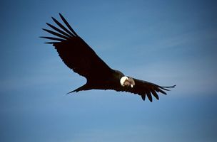 The Andean Condor