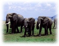 Elephants Day<BR>Elephant Sanctuary