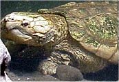 Alligator Snapping Turtle 