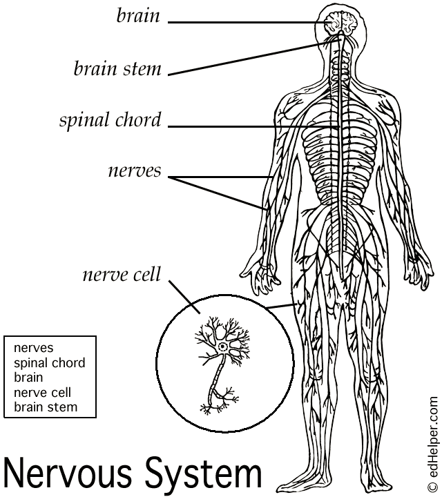 Nervous System Diagram Simple Labeled