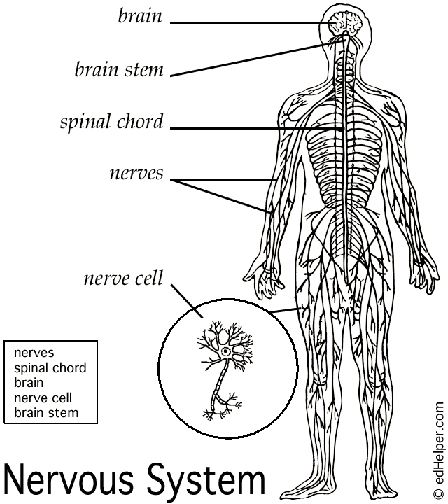 nervous system diagram labeled