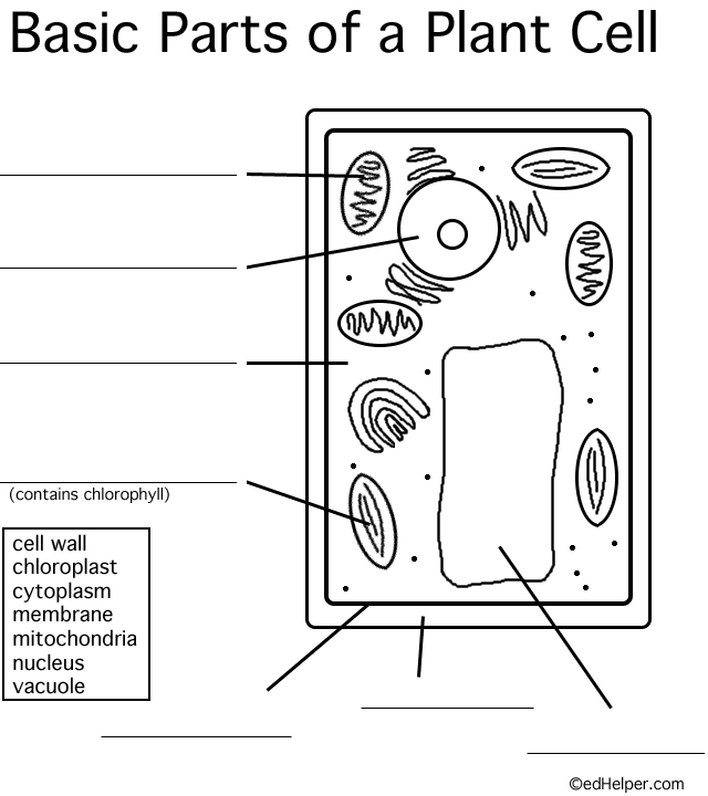 Plant Cell Blank Worksheet