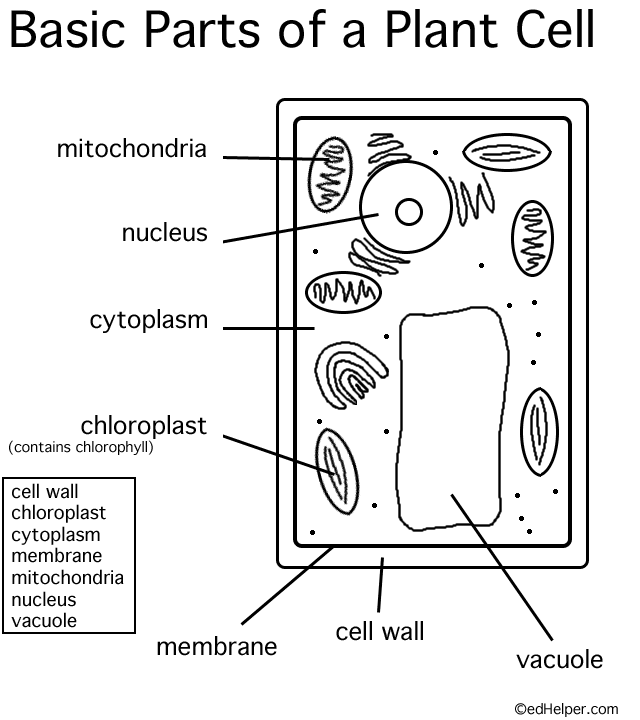 Plant Cell Diagram Color Sheet