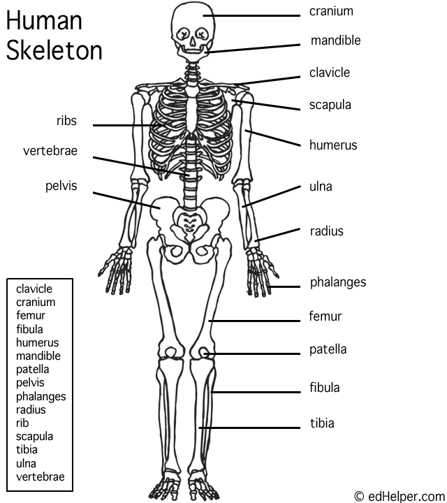 Human Skeleton Labeled Printable