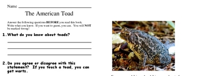 The American Toad