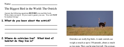 The Biggest Bird in the World: The Ostrich