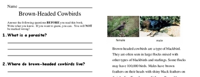 Brown-Headed Cowbirds