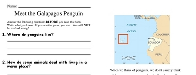 Meet the Galapagos Penguin