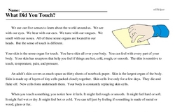 Print <i>What Did You Touch?</i> reading comprehension.