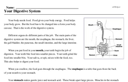 Print <i>Your Digestive System</i> reading comprehension.