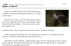 Print <i>Spider or Insect?</i> reading comprehension.