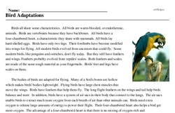 Print <i>Bird Adaptations</i> reading comprehension.