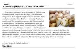 Print <i>A Flower Mystery: Is It a Bulb or a Corm?</i> reading comprehension.
