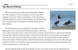 Print <i>The Brown Pelican</i> reading comprehension.