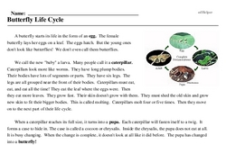 Print <i>Butterfly Life Cycle</i> reading comprehension.