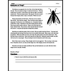 Print <i>Honeybee or Wasp?</i> reading comprehension.