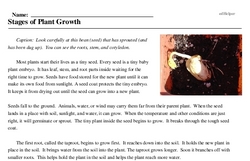Print <i>Stages of Plant Growth</i> reading comprehension.