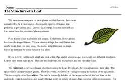 Print <i>The Structure of a Leaf</i> reading comprehension.