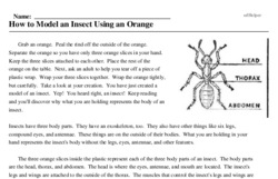 Print <i>How to Model an Insect Using an Orange</i> reading comprehension.