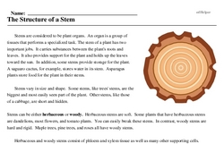 Print <i>The Structure of a Stem</i> reading comprehension.